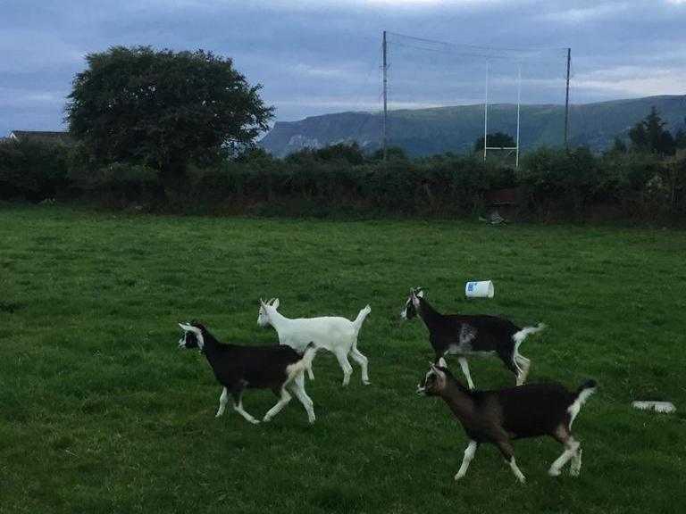Glendale Bed And Breakfast, Cushendall Luaran gambar